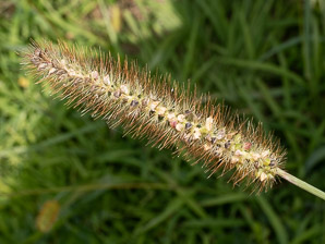 Setaria pumila (yellow foxtail, yellow bristlegrass, pigeon grass, cattail grass)