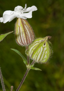 Silene latifolia (bladder campion)