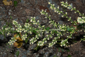 Solidago bicolor (silverrod, white goldenrod)
