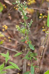 Solidago bicolor (silverrod, white goldenrod)