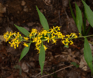 Solidago caesia (wreath goldenrod, blue-stemmed goldenrod, early goldenrod)