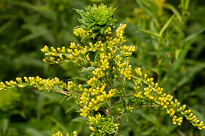 Solidago juncea (early goldenrod)