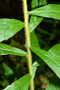 Solidago rugosa (rough-stemmed goldenrod, wrinkleleaf goldenrod)