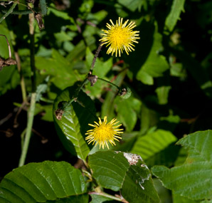 Sonchus asper (spiny-leaved sow-thistle, spiny sowthistle, prickly sowthistle, spiny-leaved sow thistle, rough sow-thistle, rough milk thistle)