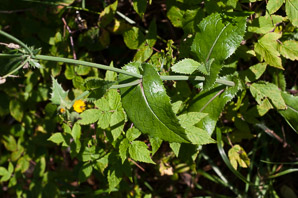 Sonchus asper (spiny-leaved sow-thistle, spiny sowthistle, prickly sowthistle, spiny-leaved sow thistle, rough sow-thistle, rough milk thistle)