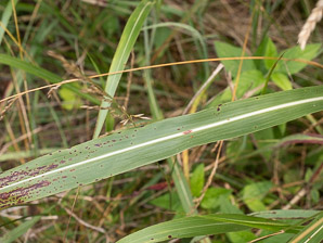 Sorghum halepense (Johnson grass, Johnsongrass)
