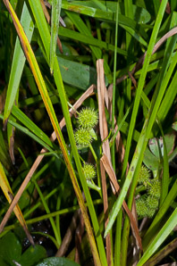 Sparganium americanum (bur reed, American bur-reed)