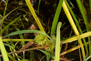 Sparganium americanum (bur reed, American bur-reed)