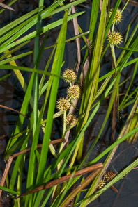 Sparganium americanum (bur reed, American bur-reed)