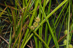 Sparganium americanum (bur reed, American bur-reed)