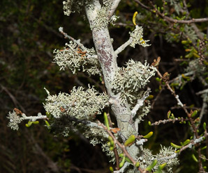 Sphaerophorus globosus (Tuckerman’s coral lichen, globe ball lichen)