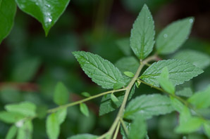 Spiraea L. (spiraea, spirea)