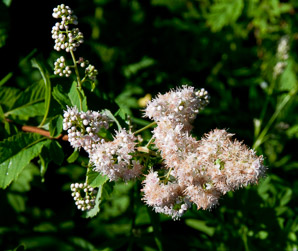 Spiraea alba (meadowsweet, white meadowsweet)