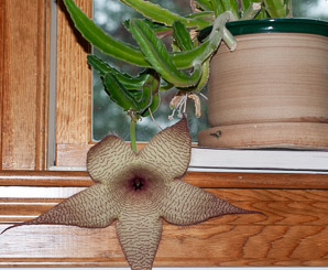 Stapelia gigantea (carrion flower, Zulu giant)