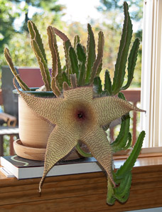 Stapelia gigantea (carrion flower, Zulu giant)