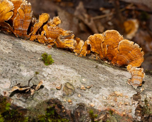Stereum complicatum (orange crust fungus)