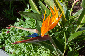 Strelitzia reginae (bird of paradise, bird-of-paradise, crane flower)