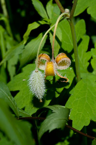 Stylophorum diphyllum (yellow wood poppy, celandine poppy)