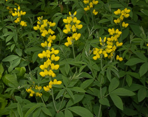 Thermopsis villosa (Carolina lupine, Carolina bushpea, Aaron’s rod, bush pea, false lupine, thermopsis, Blue Ridge false lupine)