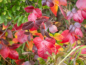 Toxicodendron radicans (poison ivy, Eastern poison ivy)
