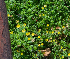 Trifolium dubium (least hop clover, small hop clover, suckling clover)