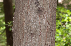 Tsuga caroliniana (Carolina hemlock)