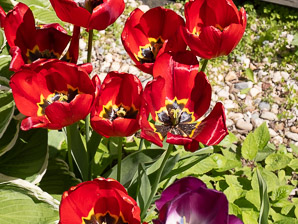 Tulipa gesneriana (Didier’s tulip, garden tulip)