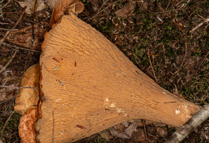 Turbinellus floccosus (woolly chanterelle)