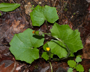 Tussilago farfara (coltsfoot, ass’s foot, bull’s foot, butterbur, coughwort, farfara, foal’s foot, foalswort, horse foot, winter heliotrope)