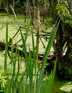 Typha latifolia (common cattail, bulrush, common bulrush, broadleaf cattail, great reedmace, Cooper’s reed, cumbungi, narrow-leaved cattails)