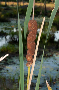 Typha latifolia (common cattail, bulrush, common bulrush, broadleaf cattail, great reedmace, Cooper’s reed, cumbungi, narrow-leaved cattails)