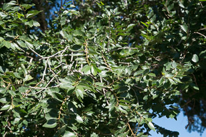 Ulmus parvifolia (Chinese elm, lacebark elm)