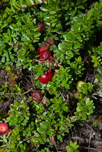 Vaccinium L. (blueberry)