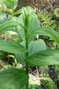 Veratrum viride (false hellebore, green false hellebore, Indian poke, American hellebore)