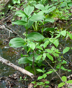 Veratrum viride (false hellebore, green false hellebore, Indian poke, American hellebore)