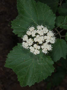 Viburnum acerifolium (maple-leaf viburnum, arrow-wood, maple-leaf arrowwood, maple-leaved viburnum, maple-leaf arrow-wood, mapleleaf viburnum)