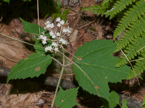 Viburnum acerifolium (maple-leaf viburnum, arrow-wood, maple-leaf arrowwood, maple-leaved viburnum, maple-leaf arrow-wood, mapleleaf viburnum)