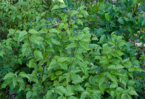Viburnum dentatum (arrowwood, southern arrowwood)