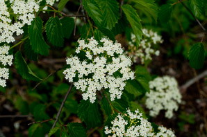 Viburnum dentatum (arrowwood, southern arrowwood)