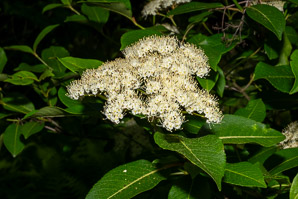 Viburnum nudum (withe rod, possumhaw)