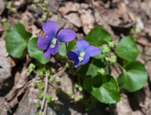 Viola sororia (common blue violet, woolly blue violet, common wood violet, broad-leaved wood violet)