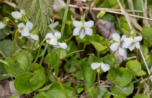 Viola striata (common white violet, striped cream violet)