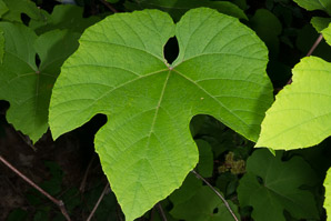 Vitis aestivalis (summer grape, grape)