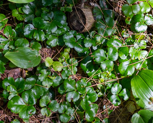 Waldsteinia fragarioides (barren strawberry, Appalachian barren strawberry)