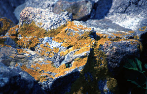 Xanthoria elegans (elegant sunburst lichen, sunburst lichen, elegant orange wall lichen)