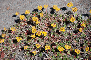 Abronia latifolia (yellow sand verbena, coastal sand verbena)