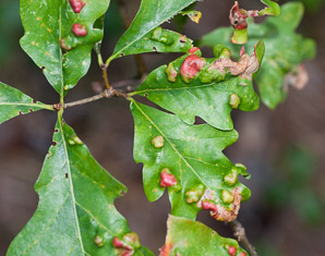 Aceria triplacis (oak leaf blister mite)