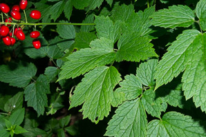 Actaea rubra (red baneberry, red cohosh, snakeberry, cohosh)