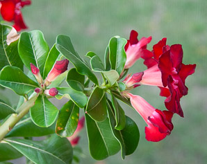 Adenium obesum (desert rose, sabi star, kudu, mock azalea, impala lily, desert-rose)