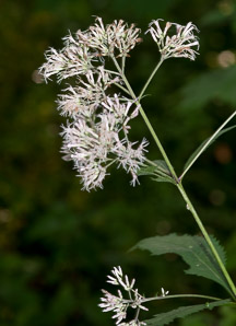 Ageratina altissima (white snakeroot, tall boneset, white sanicle)